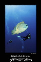 large napoleon wrasse and two divers
10mm tokina by Stew Smith 